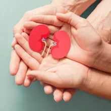 Set of hands holding a kidney cutout