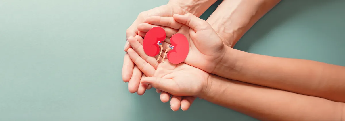 Set of hands holding a kidney cutout